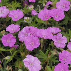 Géranium vivace sanguin Ankums Pride - Un tapis fleuri tout l'été