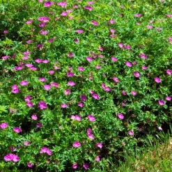Géranium vivace sanguin Compactum - Un tapis rose sans effort