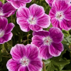 Géranium vivace sanguin Elke - Un tapis rose sans effort