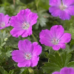 Géranium vivace sanguin Max Frei - Un tapis fleuri sans effort