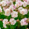 Géranium vivace sanguins Album - Un tapis fleuri sans effort