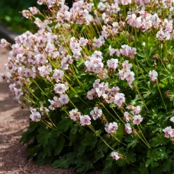 Géranium vivace sanguins Album - Un tapis fleuri sans effort