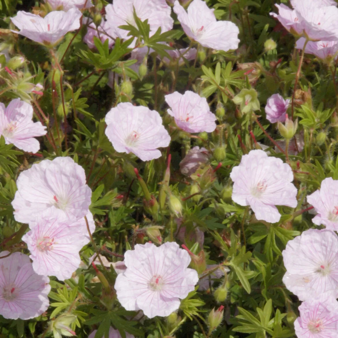 Géranium vivace sanguin strié - Un tapis rose sans effort