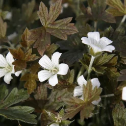 Géranium vivace Sanne - Un tapis fleuri sans effort