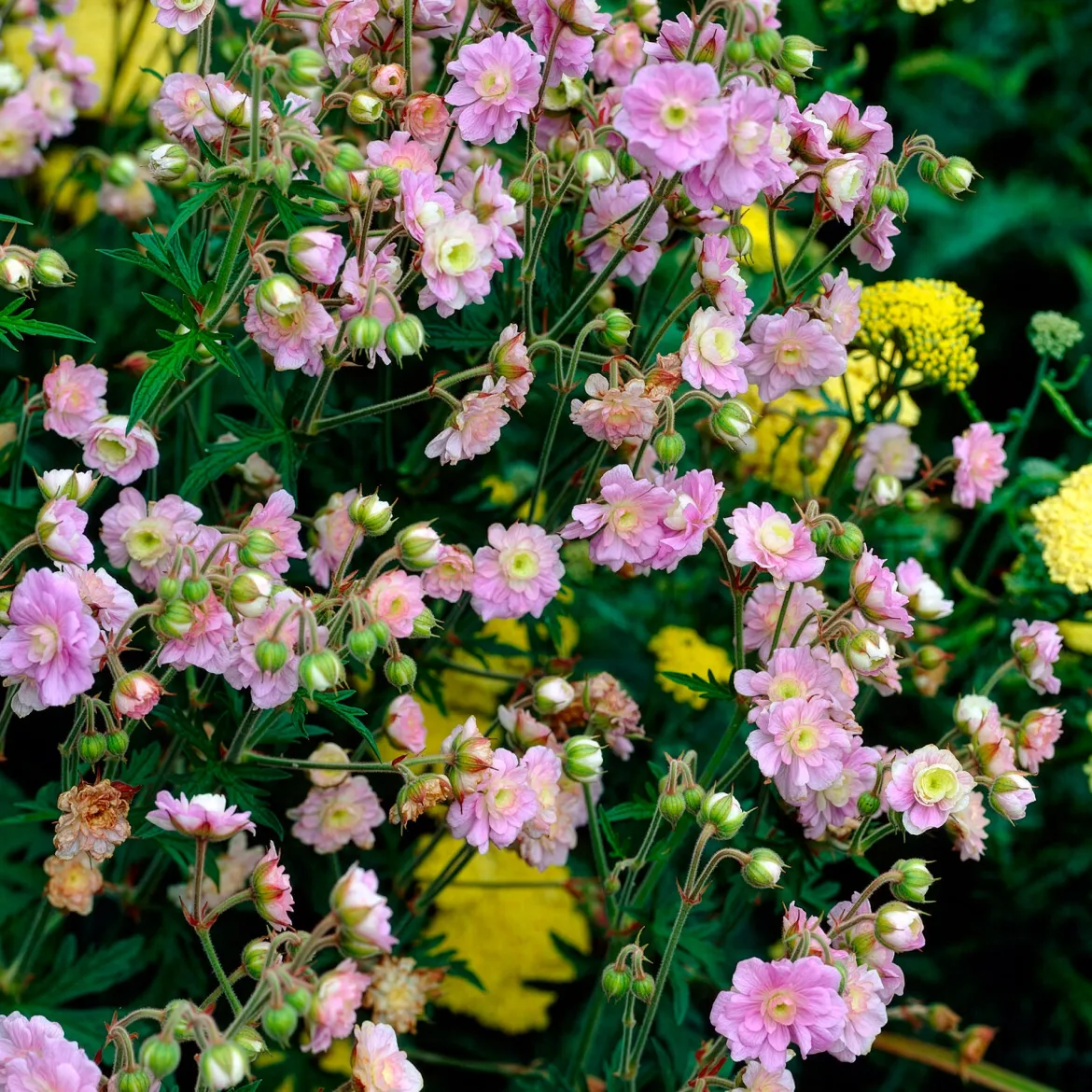 Géranium vivace Summer Skies - Des fleurs doubles tout l'été