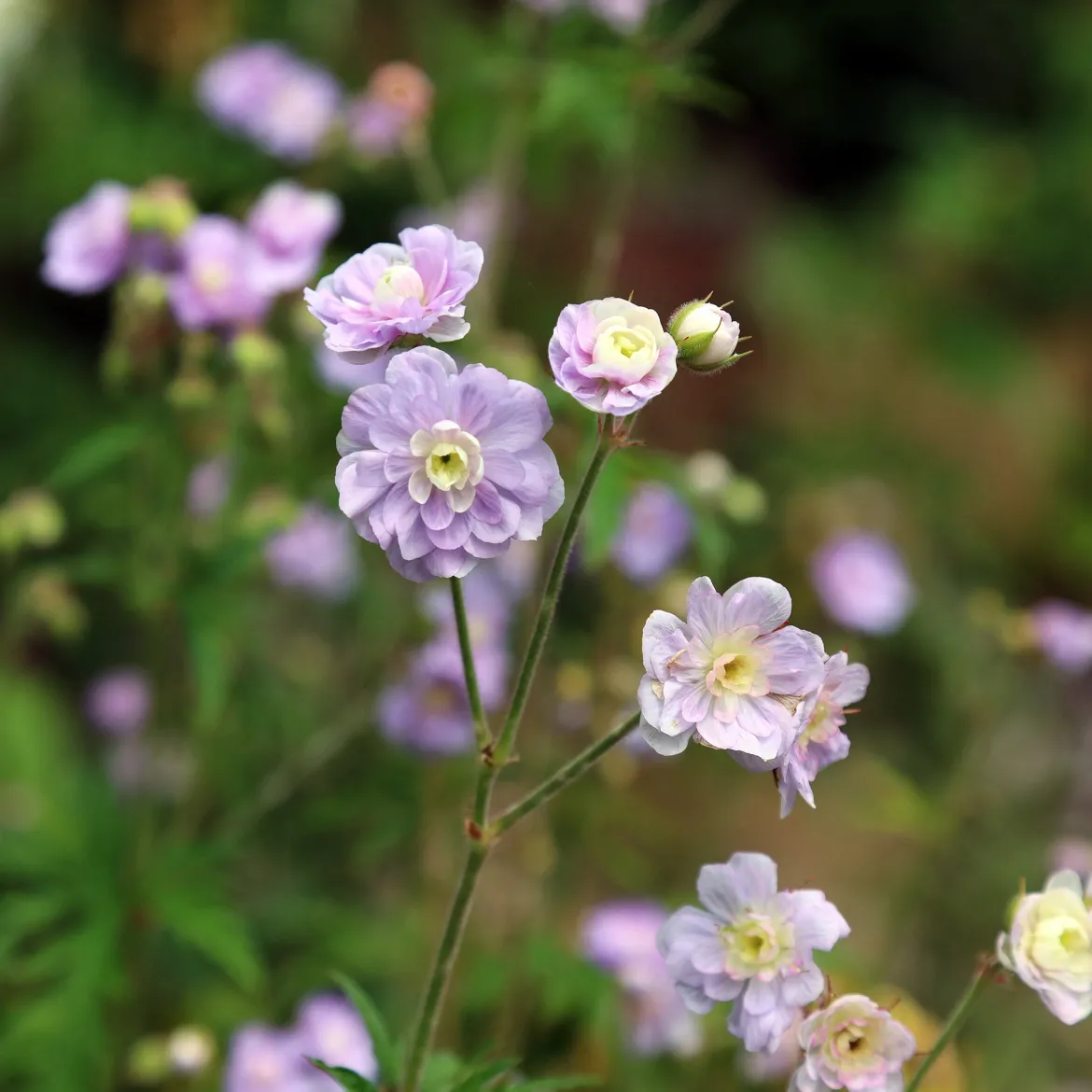 Géranium vivace Summer Skies - Des fleurs doubles tout l'été