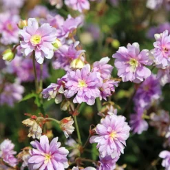 Géranium vivace Summer Skies - Des fleurs doubles tout l'été