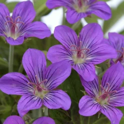 Géranium vivace Tiny Monster - Un tapis de fleurs sans effort