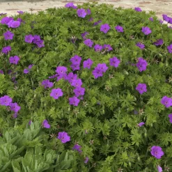Géranium vivace Tiny Monster - Un tapis de fleurs sans effort