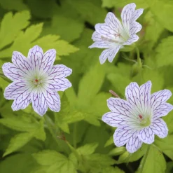 Géranium vivace versicolor - Fleuri tout l'été sans effort