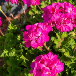 Géranium zonale 'Dark Lilac' - Le lilas qui fleurit tout l'été