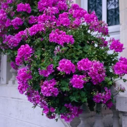 Géranium zonale 'Dark Lilac' - Le lilas qui fleurit tout l'été