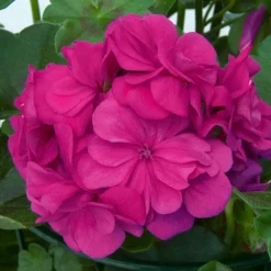 Géranium zonale 'Dark Lilac' - Le lilas qui fleurit tout l'été