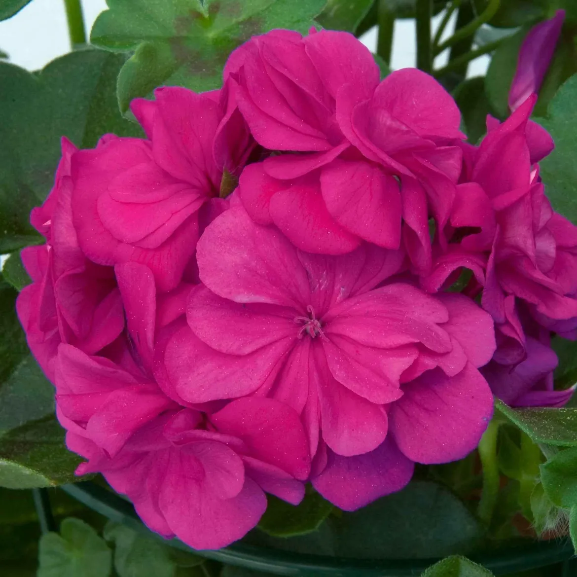 Géranium zonale 'Dark Lilac' - Le lilas qui fleurit tout l'été