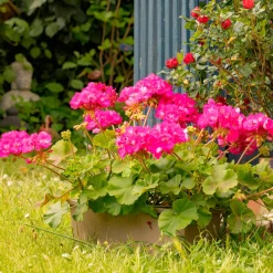 Géranium zonale rose - Un balcon fleuri tout l'été