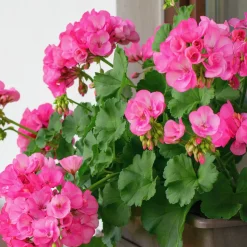 Géranium zonale rose - Un balcon fleuri tout l'été