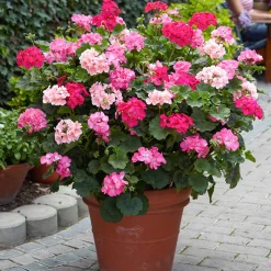 Géranium zonale rose - Un balcon fleuri tout l'été