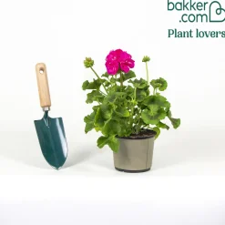 Géranium zonale rose - Un balcon fleuri tout l'été