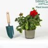 Géranium zonale rouge - Un balcon fleuri tout l'été