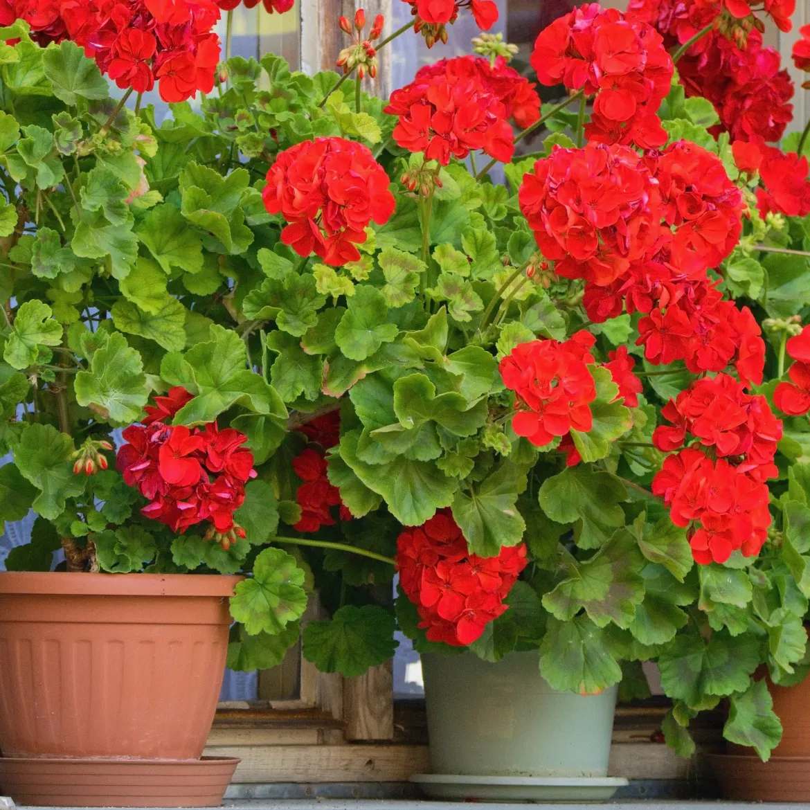 Géranium zonale rouge - Un balcon fleuri tout l'été