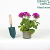Géranium zonale violet - Un balcon fleuri tout l'été