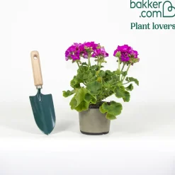 Géranium zonale violet - Un balcon fleuri tout l'été