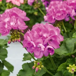 Géranium zonale violet - Un balcon fleuri tout l'été