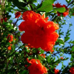 Grenadier à fleurs - Fleurs de feu au balcon