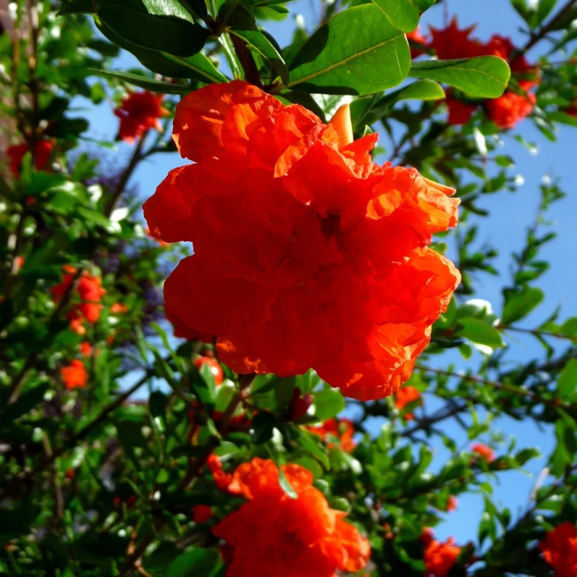 Grenadier à fleurs - Fleurs de feu au balcon