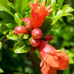 Grenadier à fruits Dente Di Leone - Des grenades chez vous