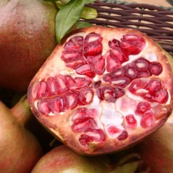 Grenadier à fruits Fina Tendral - Des grenades sucrées chez vous