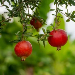 Grenadier à fruits Fina Tendral - Des grenades sucrées chez vous