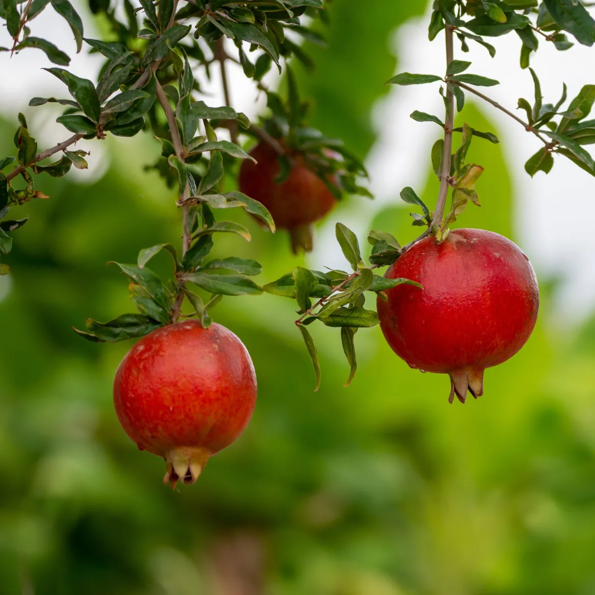 Grenadier à fruits Fina Tendral - Des grenades sucrées chez vous