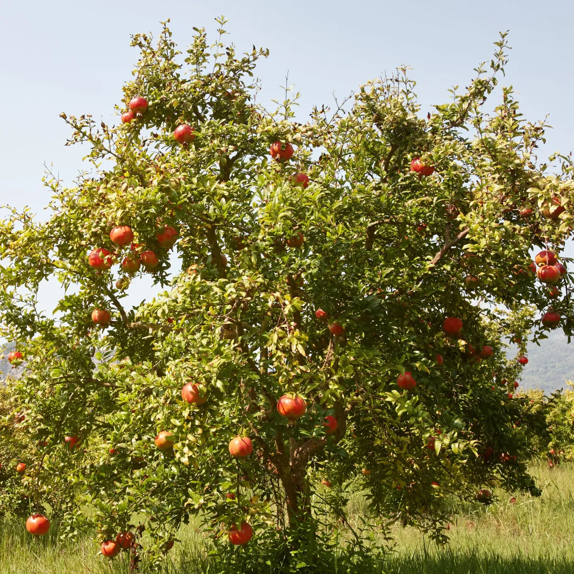 Grenadier à fruits Fina Tendral - Des grenades sucrées chez vous