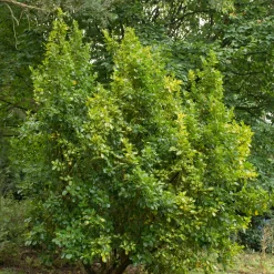 Griseline du littoral Variegata - La haie qui brave les embruns