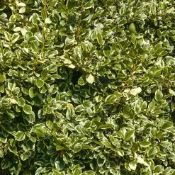 Griseline du littoral Variegata - La haie qui brave les embruns
