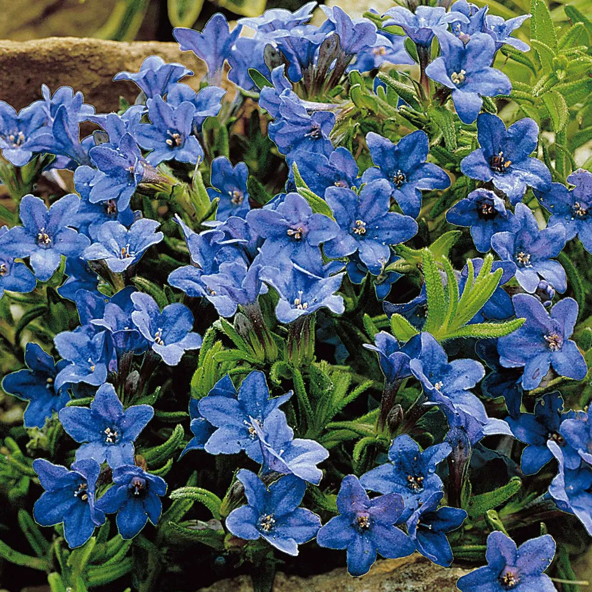 Grémil 'Heavenly Blue' - Un tapis de bleu intense