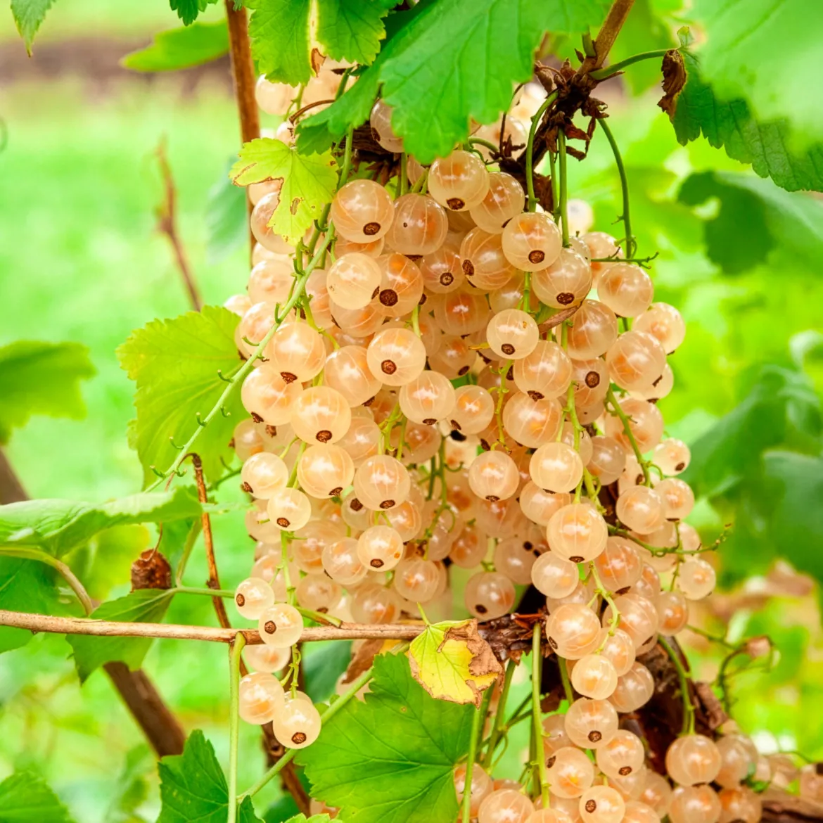 Groseillier blanc sur tige - Des groseilles blanches sur tige