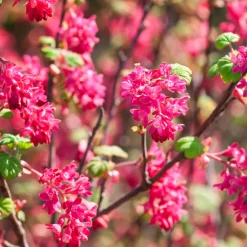 Groseillier à fleurs King Edward - Un printemps rose éclatant