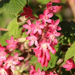 Groseillier à fleurs King Edward - Un printemps rose éclatant