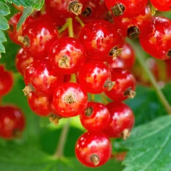 Groseillier à grappes Jonkheer Van Tets - Des grappes rouges dès juillet