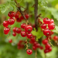 Groseillier rouge sur tige - Des groseilles à hauteur de main