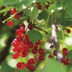 Groseillier Rovada - Des grappes rouges en cascade