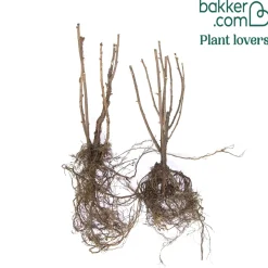 2 Groseilliers Blanka - Des grappes claires tout l'été