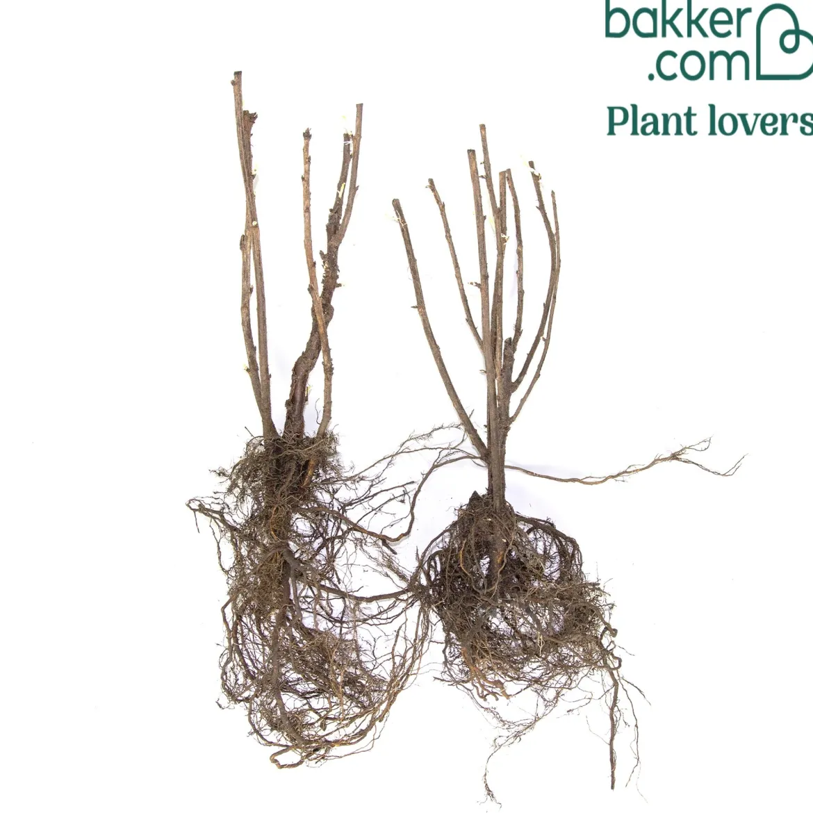 2 Groseilliers Blanka - Des grappes claires tout l'été