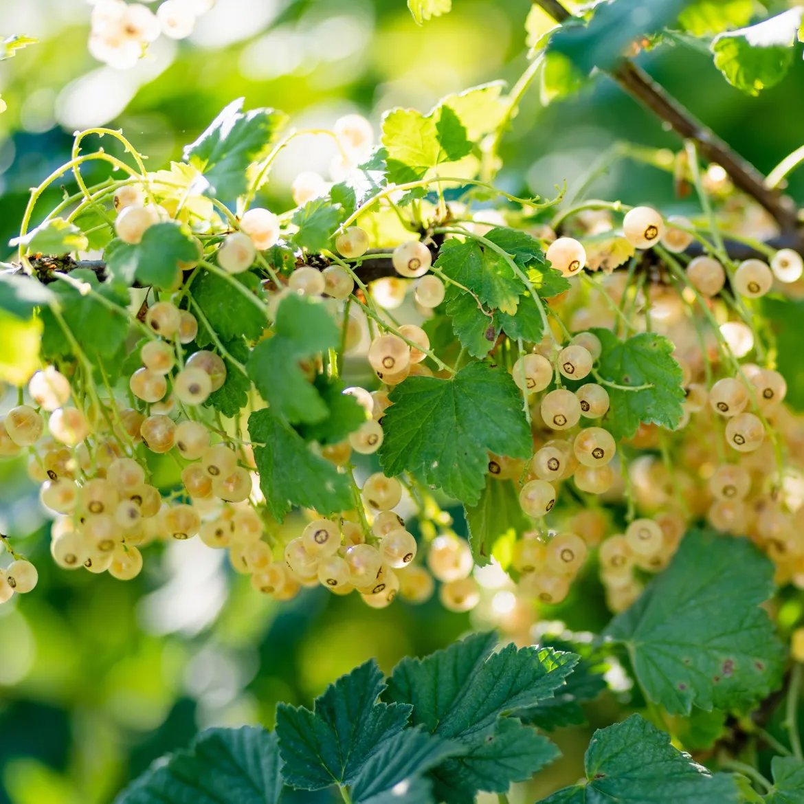 2 Groseilliers Blanka - Des grappes claires tout l'été