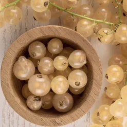 Groseillier White Pearl - Des groseilles blanches et douces