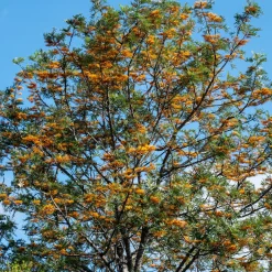 Grévilléa - Chêne soyeux d'Australie - L'Australie chez vous