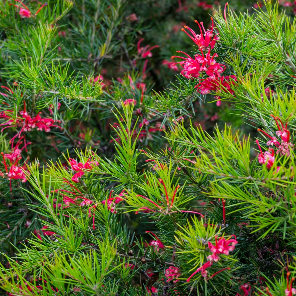 Grévilléa à feuilles de genévrier - Fleurs rouges toute l'année