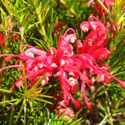 Grévilléa à feuilles de genévrier - Fleurs rouges toute l'année